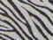 Foamy Estampado Pliego - Zebra